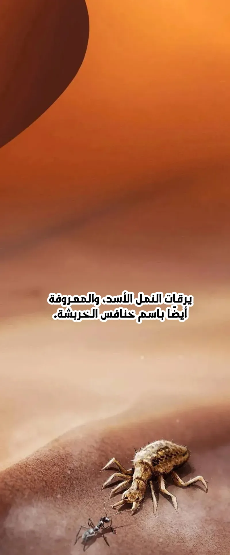 The Genius Who Reads the World الفصل 15 صفحة 82